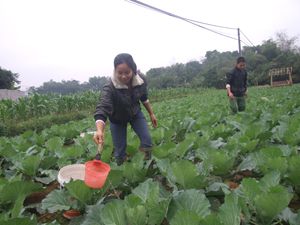 Nông dân xã Đông Bắc (Kim Bôi) không cho đất nghỉ, đầu tư trồng cây vụ đông, tăng thu nhập. 

